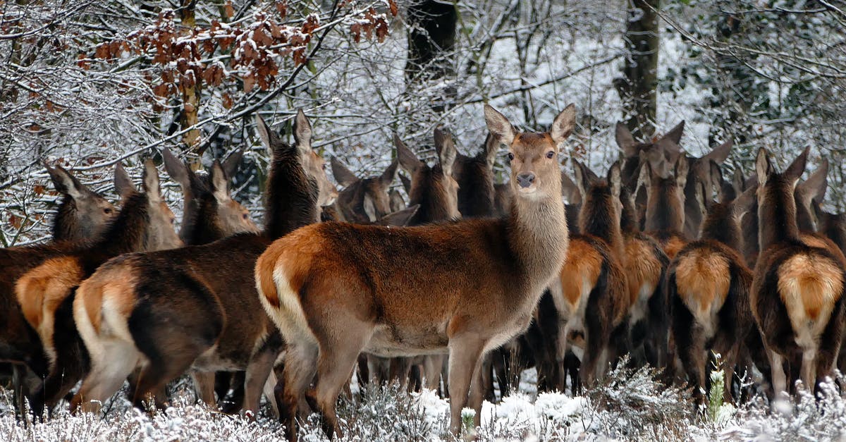 What does restarting mean? - Herd of Deer on Forest