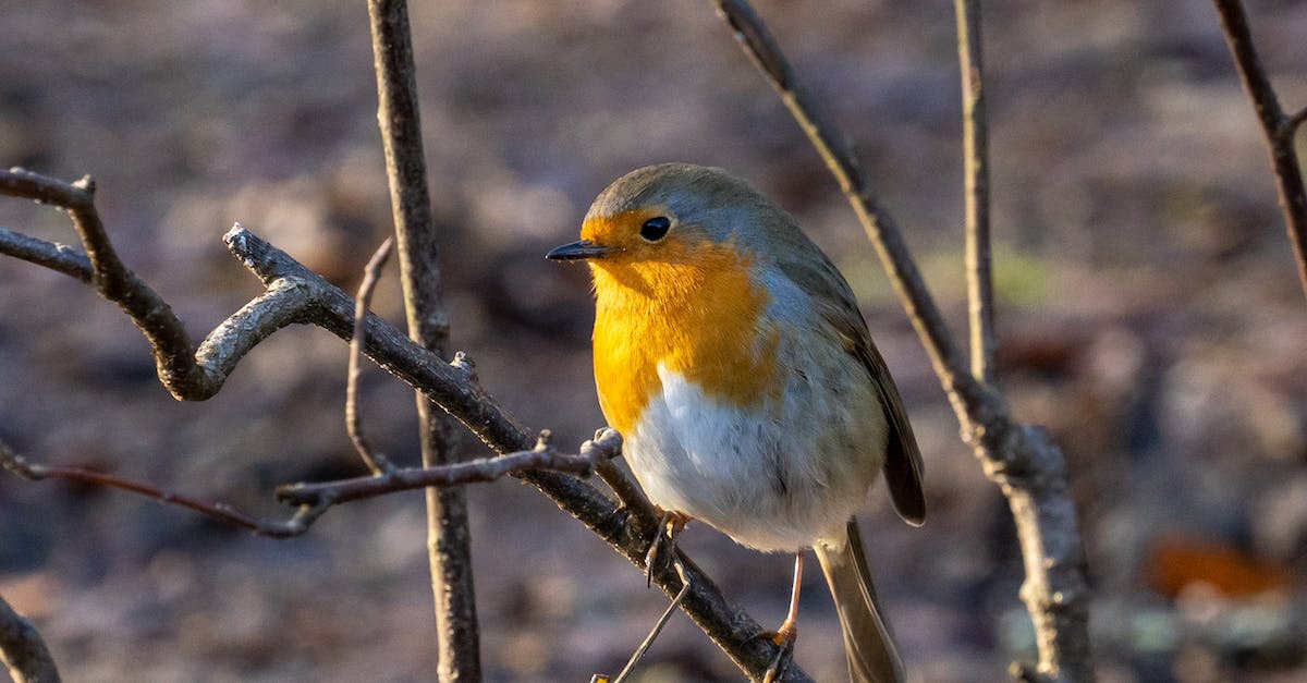 What does Robin want? - Free stock photo of animal, avian, beak What does Robin want? - Free stock photo of animal, avian, beak