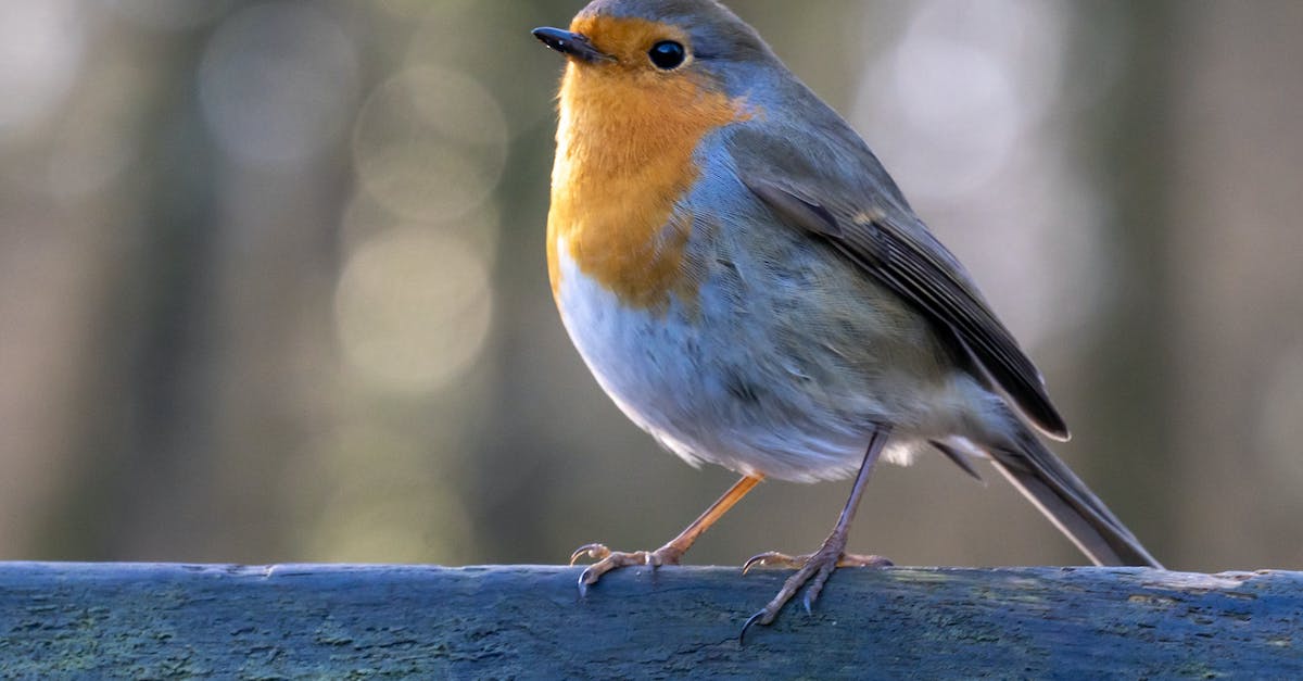 What does Robin want? - Free stock photo of animal, avian, beak What does Robin want? - Free stock photo of animal, avian, beak