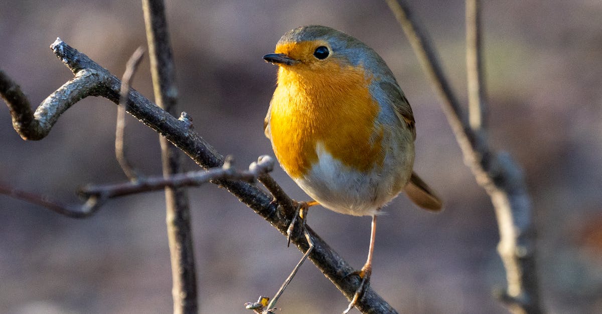 What does Robin want? - Free stock photo of animal, avian, beak What does Robin want? - Free stock photo of animal, avian, beak