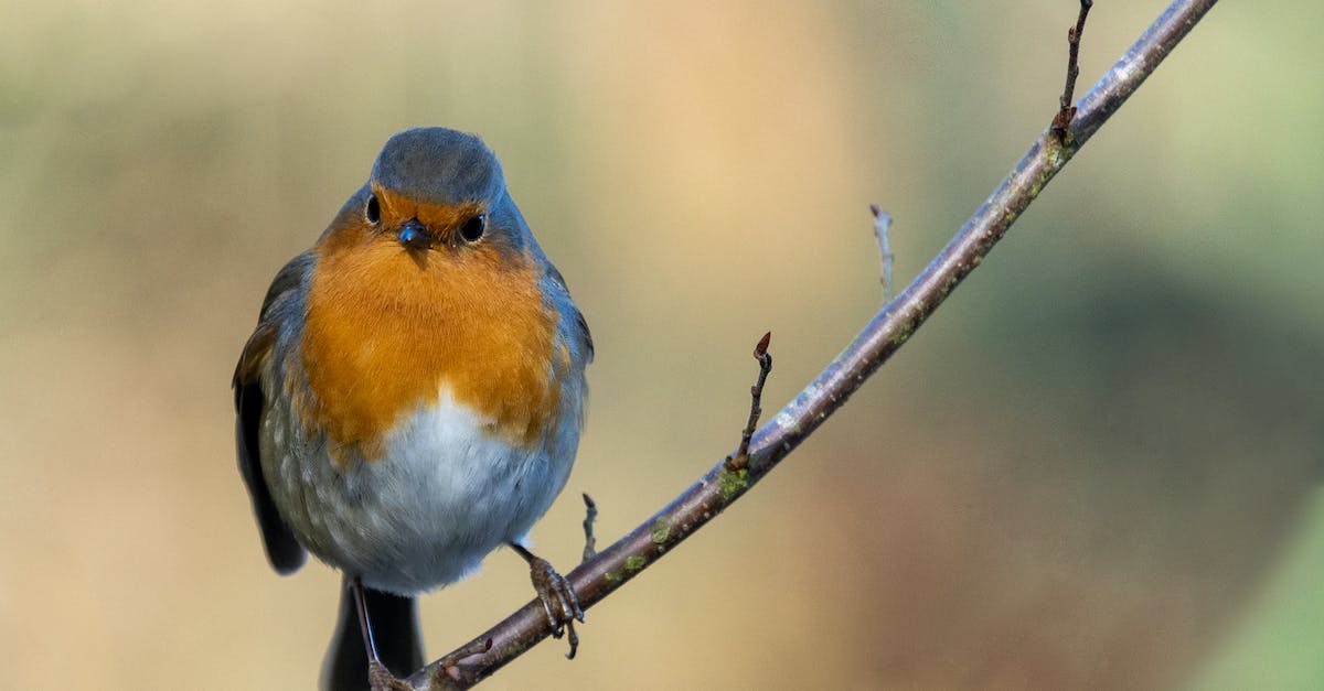 What does Robin want? - Free stock photo of animal, avian, beak What does Robin want? - Free stock photo of animal, avian, beak