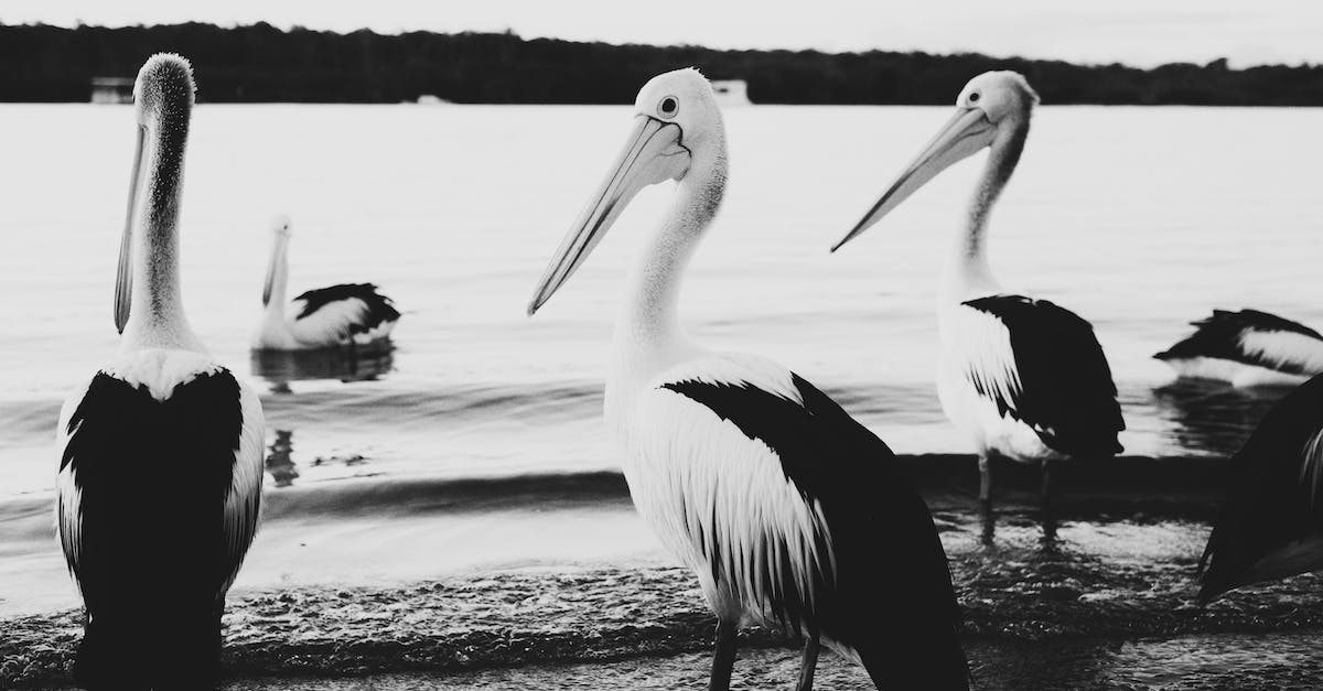 What does selecting a badge in the profile view in the scanner do? - Grayscale Photo of Pelicans on Beach What does selecting a badge in the profile view in the scanner do? - Grayscale Photo of Pelicans on Beach