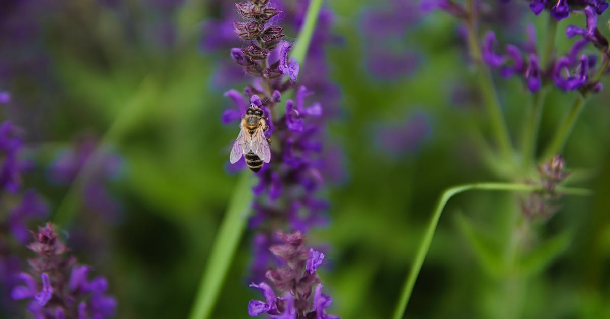 What does the Bee symbolise? - Free stock photo of bee What does the Bee symbolise? - Free stock photo of bee