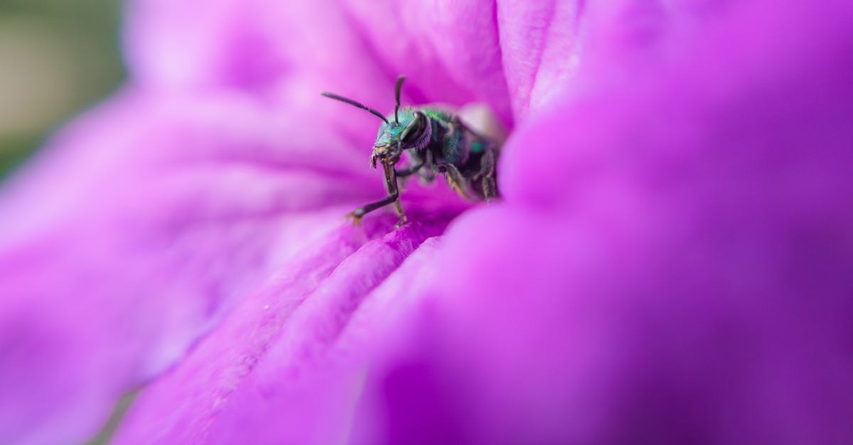 What does the Bee symbolise? - Black and Yellow Bee on Purple Flower What does the Bee symbolise? - Black and Yellow Bee on Purple Flower