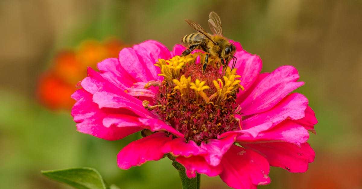 What does the Bee symbolise? - Honeybee Perched on Pink Flower in Close Up Photography What does the Bee symbolise? - Honeybee Perched on Pink Flower in Close Up Photography