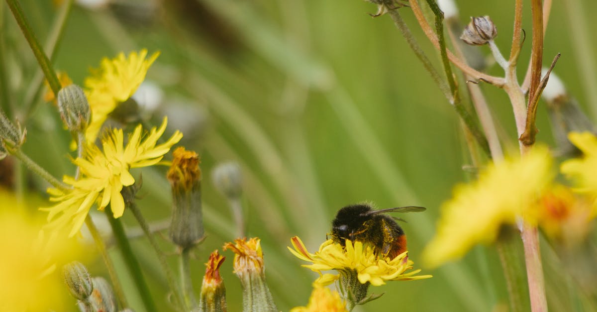 What does the Bee symbolise? - Yellow and Black Bee on Yellow Flower What does the Bee symbolise? - Yellow and Black Bee on Yellow Flower