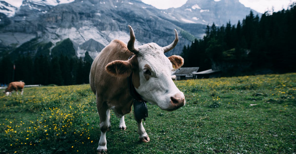 What does the Bell do? - White and Brown Cow Near Mountain during Daytime What does the Bell do? - White and Brown Cow Near Mountain during Daytime
