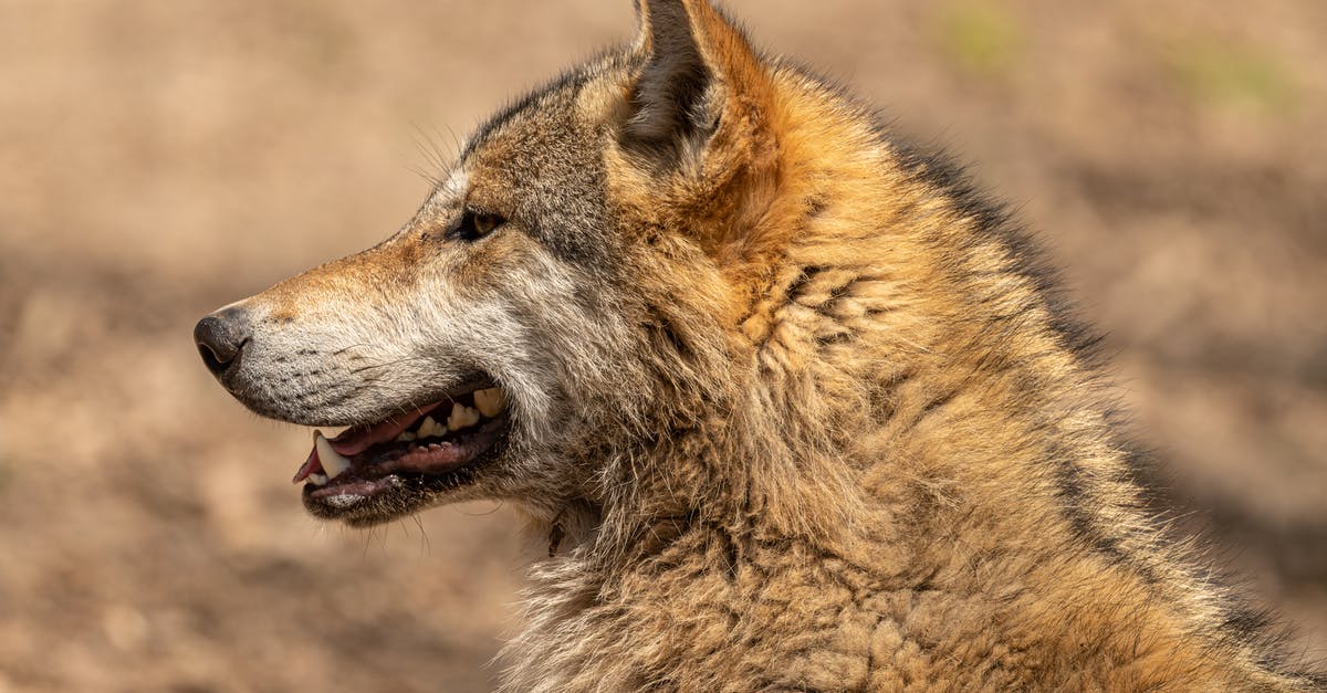 What does the color of player names mean in Monster Hunter World? - Side view of brown wolf muzzle with sharp fangs and thin whiskers and thick coat with mane looking away on blurred background in zoo