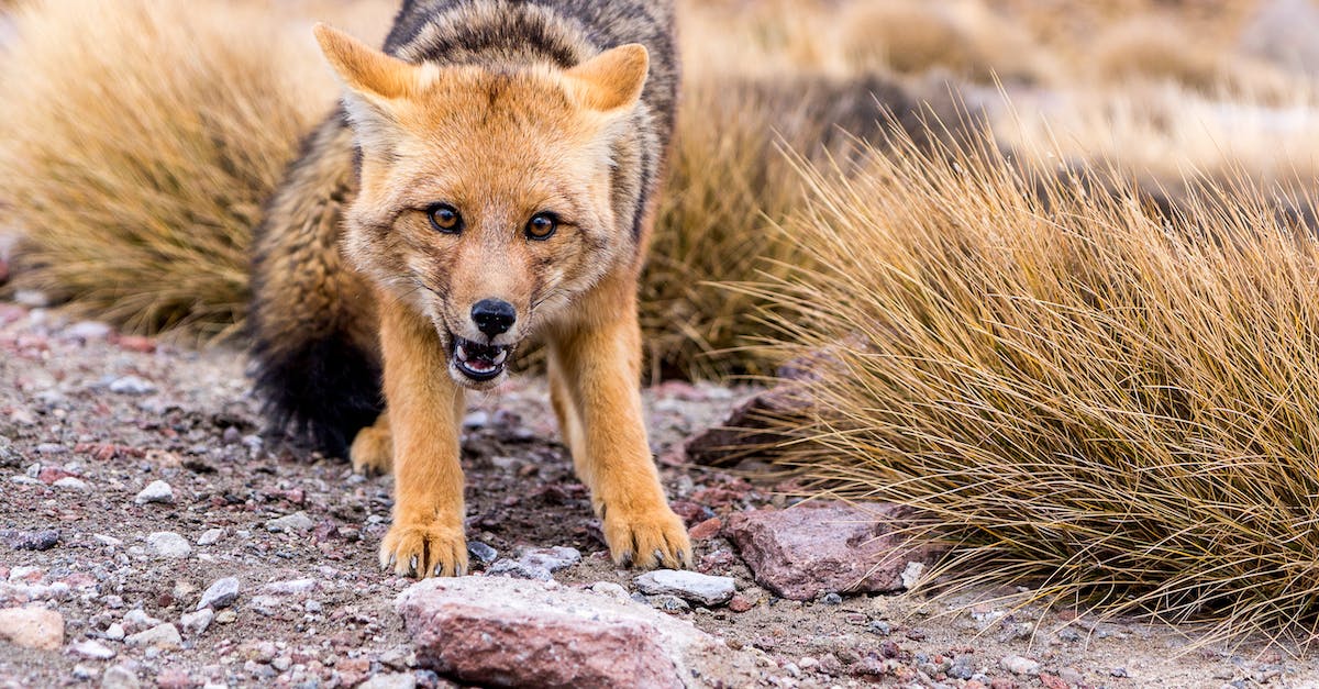 What does the flashing red alert mean? - Scared fox on gravel ground near field in autumn