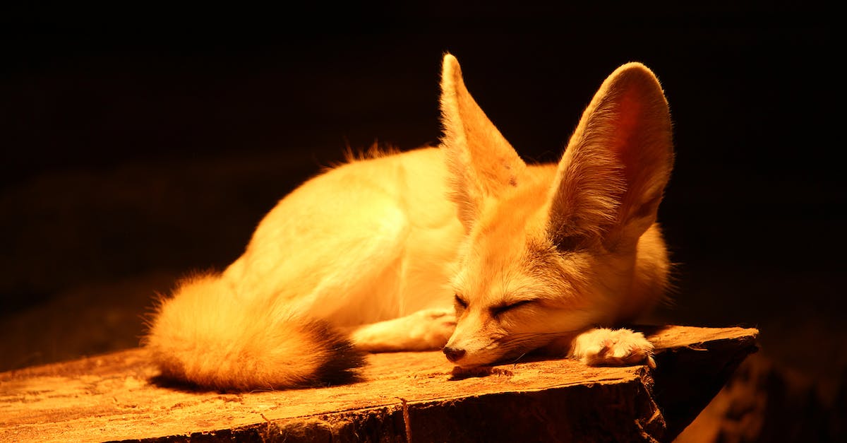 What does the flashing red alert mean? - Fennec fox with long ears and fluffy tail sleeping on wood in yellow light