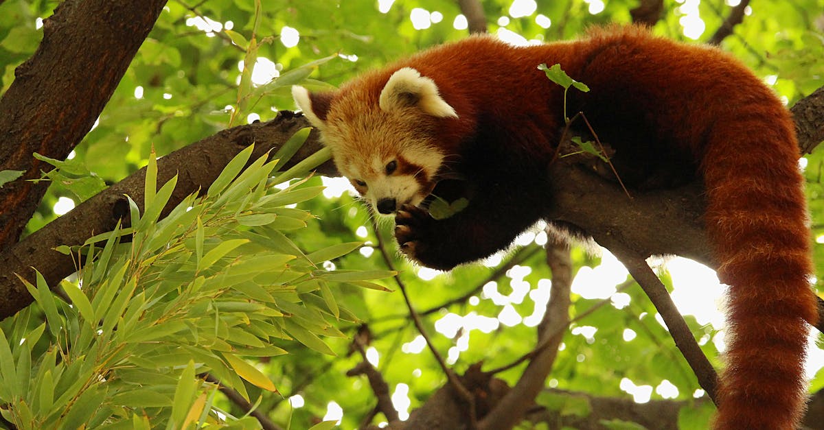 What does the flashing red alert mean? - Red panda on branch of green tree