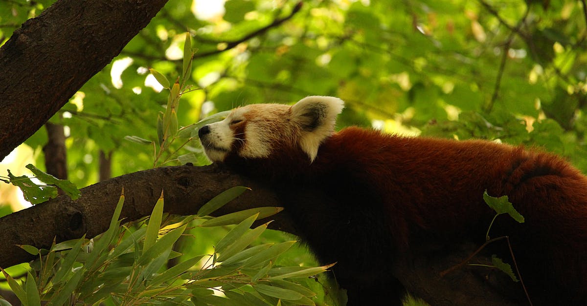 What does the flashing red alert mean? - Low angle of calm red bear cat sleeping on branch of high green tree