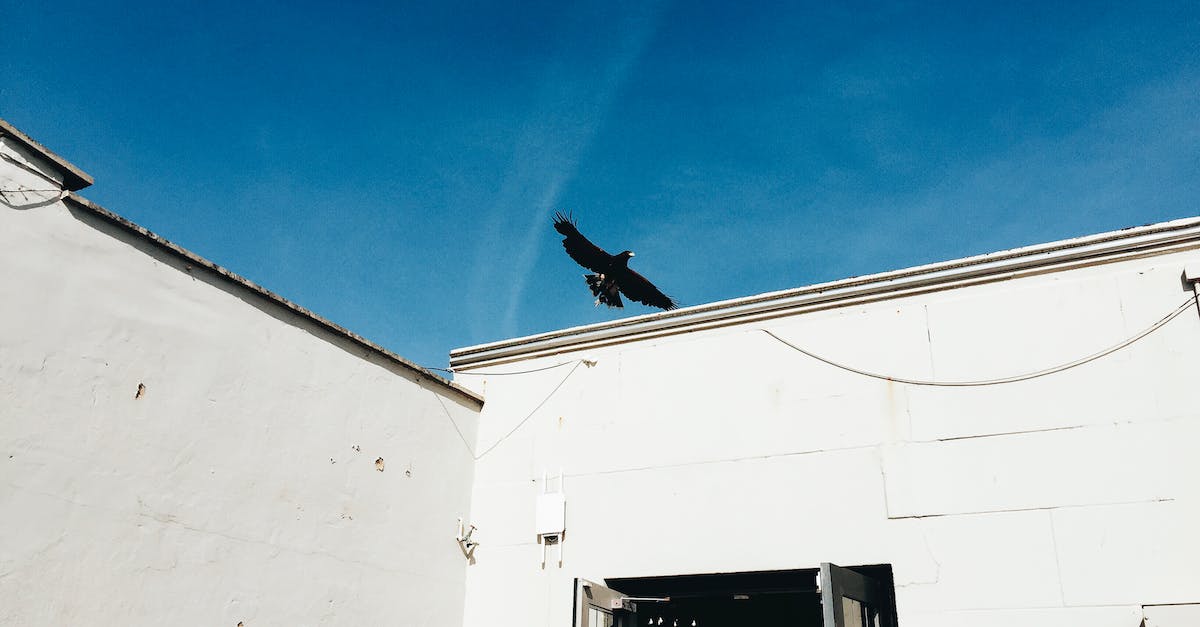 What does the gossip stone message about "crows that fly near the town walls" mean? - From below exterior of white shabby building walls with glass door under blue cloudless sky with flying black bird in sunny day