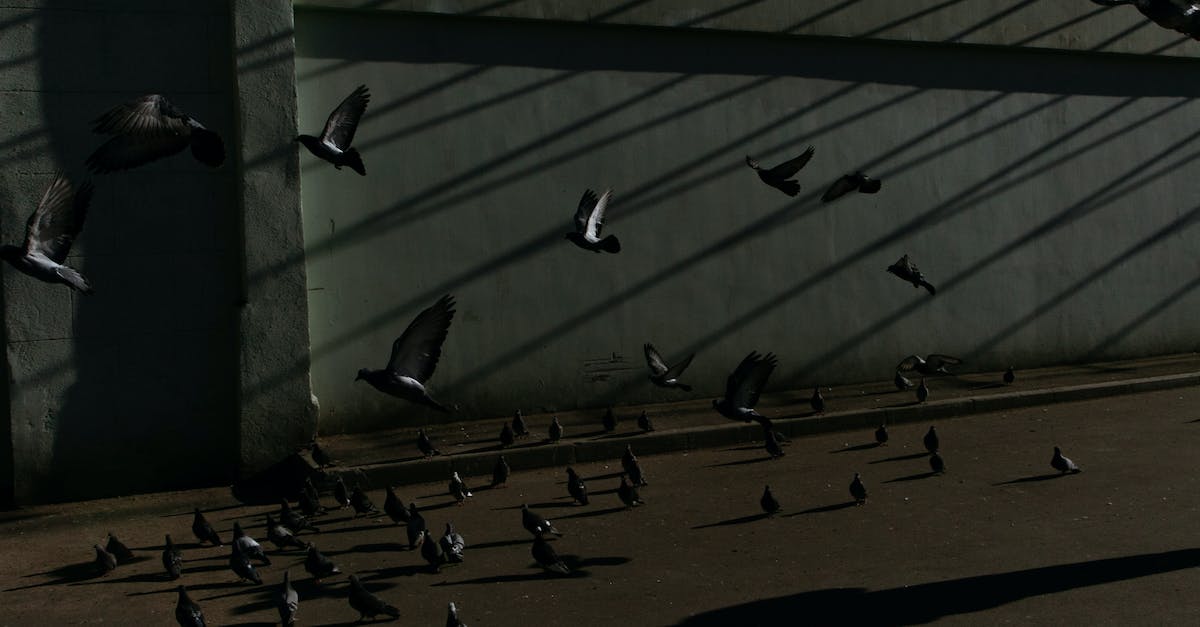 What does the gossip stone message about "crows that fly near the town walls" mean? - Flock of pigeons flying on street