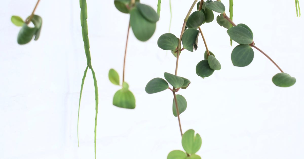 What does the green creep want? - Peperomia with thin stalks on white background What does the green creep want? - Peperomia with thin stalks on white background