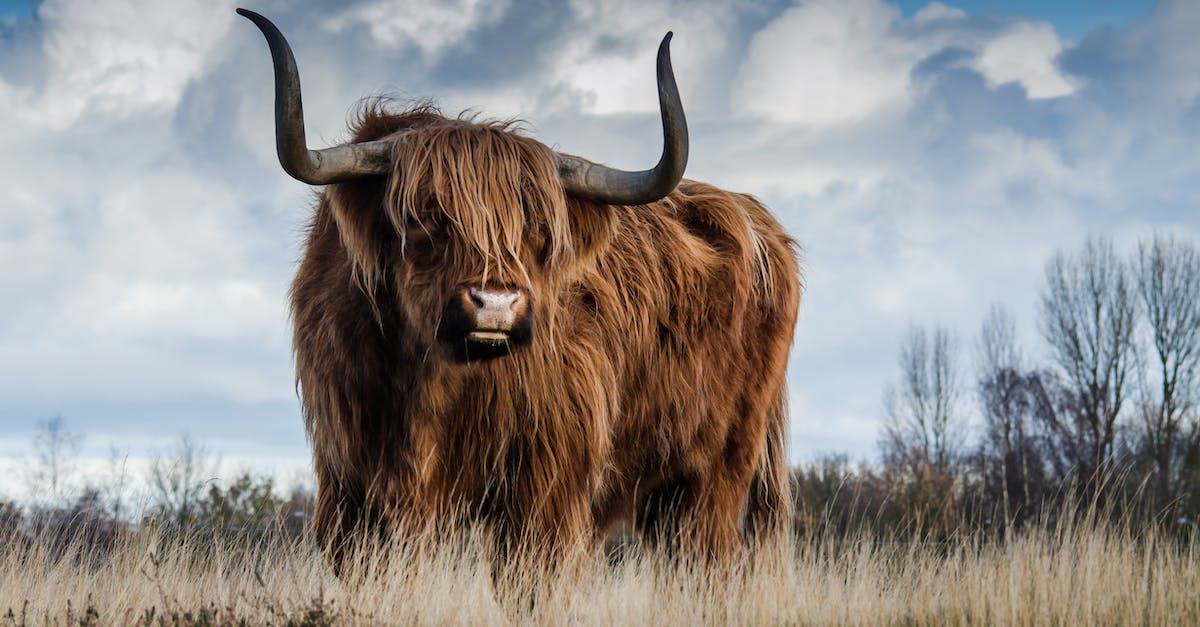 What does the Horn do? - Brown Bull on Green Glass Field Under Grey and Blue Cloudy Sky