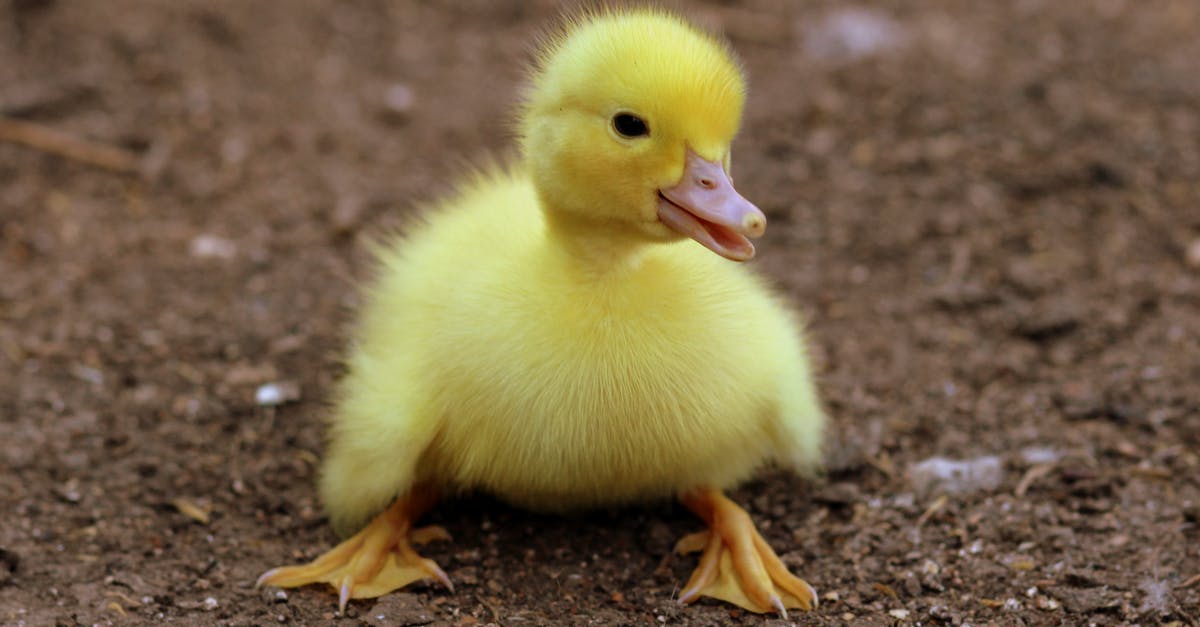 What does the little yellow minus mean on the psn? - Duckling on Black Soil during Daytime What does the little yellow minus mean on the psn? - Duckling on Black Soil during Daytime