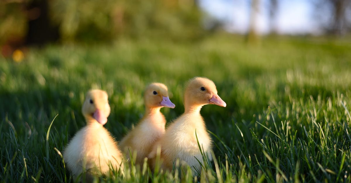 What does the little yellow minus mean on the psn? - Ground level of adorable fluffy yellow ducklings walking in green grassy meadow on sunny day What does the little yellow minus mean on the psn? - Ground level of adorable fluffy yellow ducklings walking in green grassy meadow on sunny day