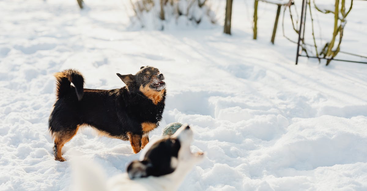 What does the Pip pet do? - Close-Up Shot of a Dog on Snow