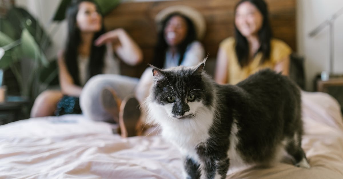 What does the Pip pet do? - Black and White Cat on Bed