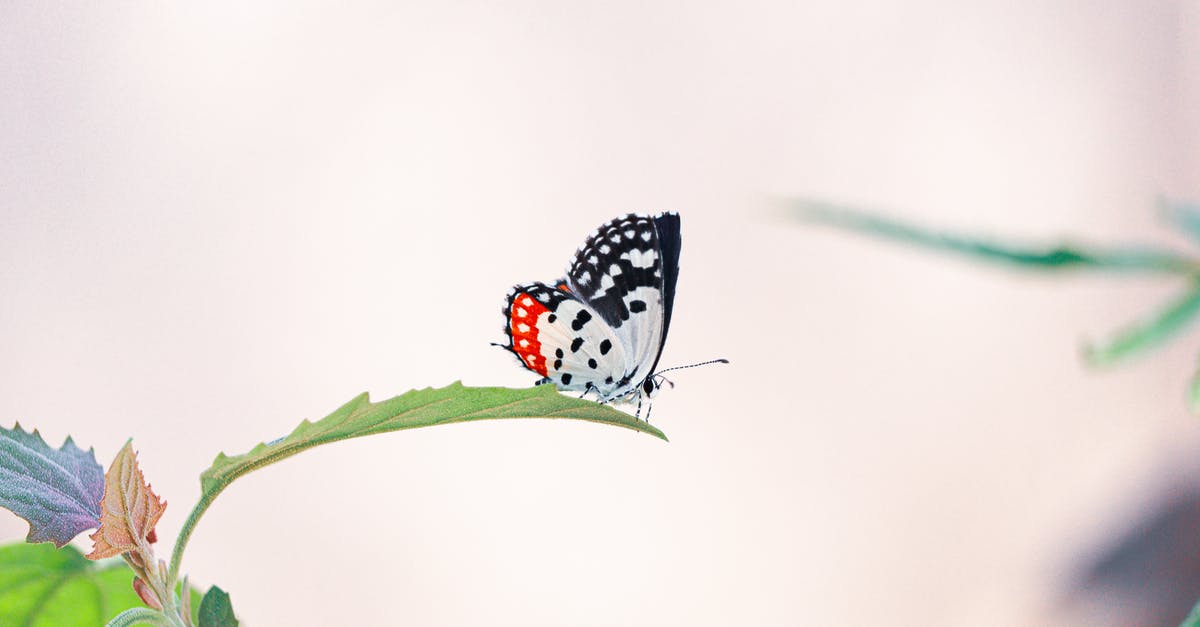 What does the rest dial represent? - Side view of butterfly with spotted ornament on wings and long antennae sitting on bright leaf in daylight