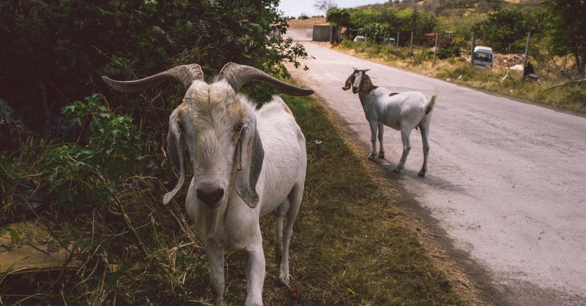 What does the Rustling grass mean? [duplicate] - Close-Up View Of Goats On The Road