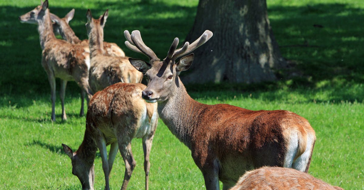 What does the Rustling grass mean? [duplicate] - Group of Brown Deer on Green Grass Near Tree during Daytime