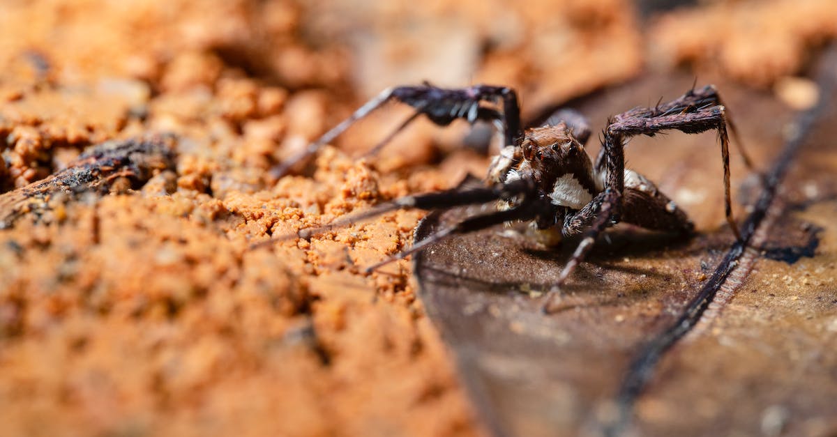 What does the Spider Mod add? - What does the Spider Mod add? -
