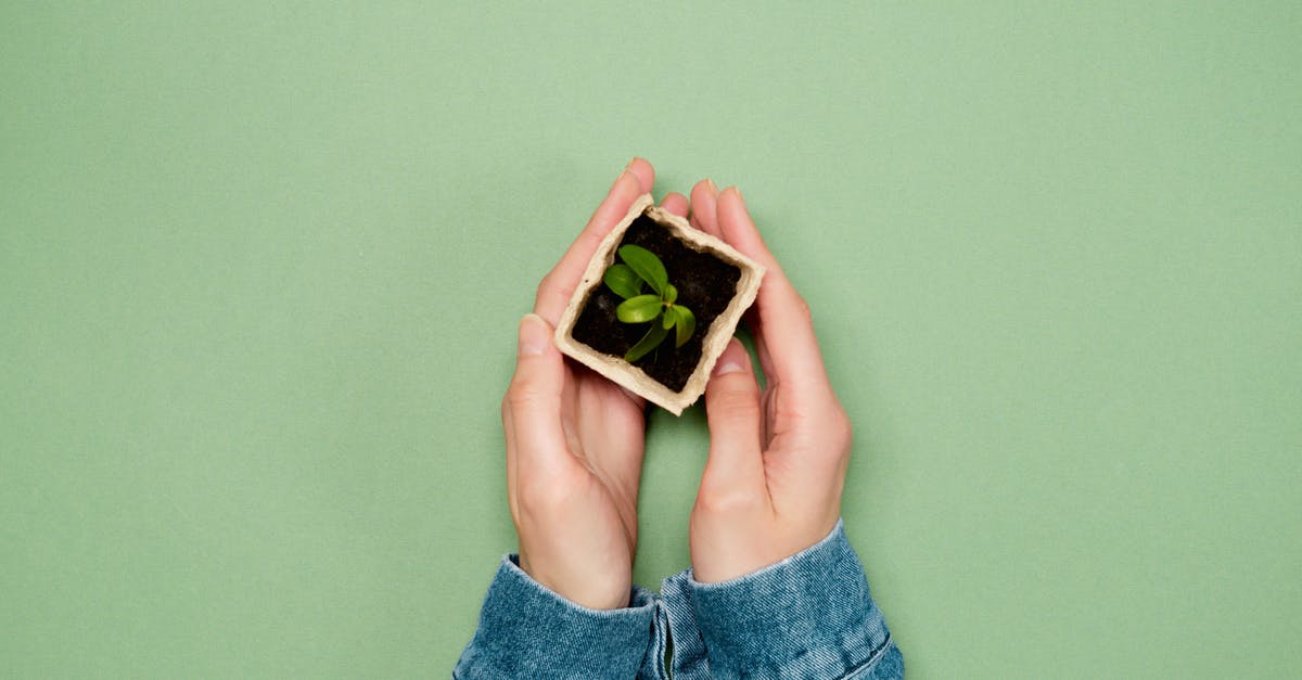 what does the sprout next to item stats mean? - Person Holding White and Pink Flower what does the sprout next to item stats mean? - Person Holding White and Pink Flower