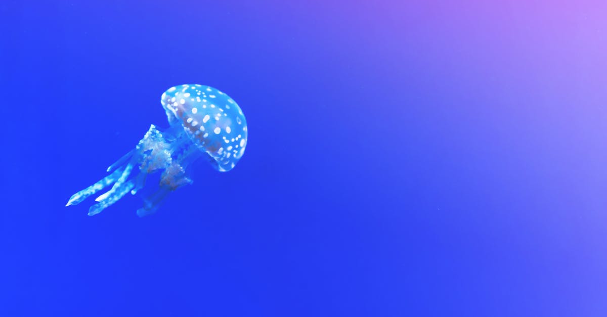 What does the Submarine do in BTD5? - Jellyfish Clip Art What does the Submarine do in BTD5? - Jellyfish Clip Art