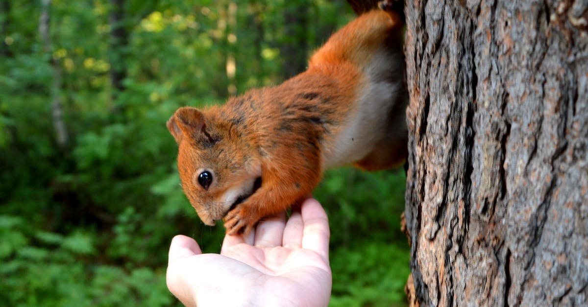 What does the tree mean when generating a world? - Squirrel Biting Person's Hand What does the tree mean when generating a world? - Squirrel Biting Person's Hand