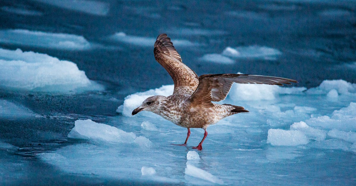 What does this ice key do? - A Close-Up Shot of a European Herring Gull on Ice