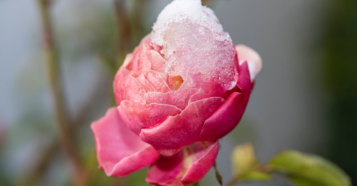 What does this ice key do? - Close-up of Ice on a Rose 