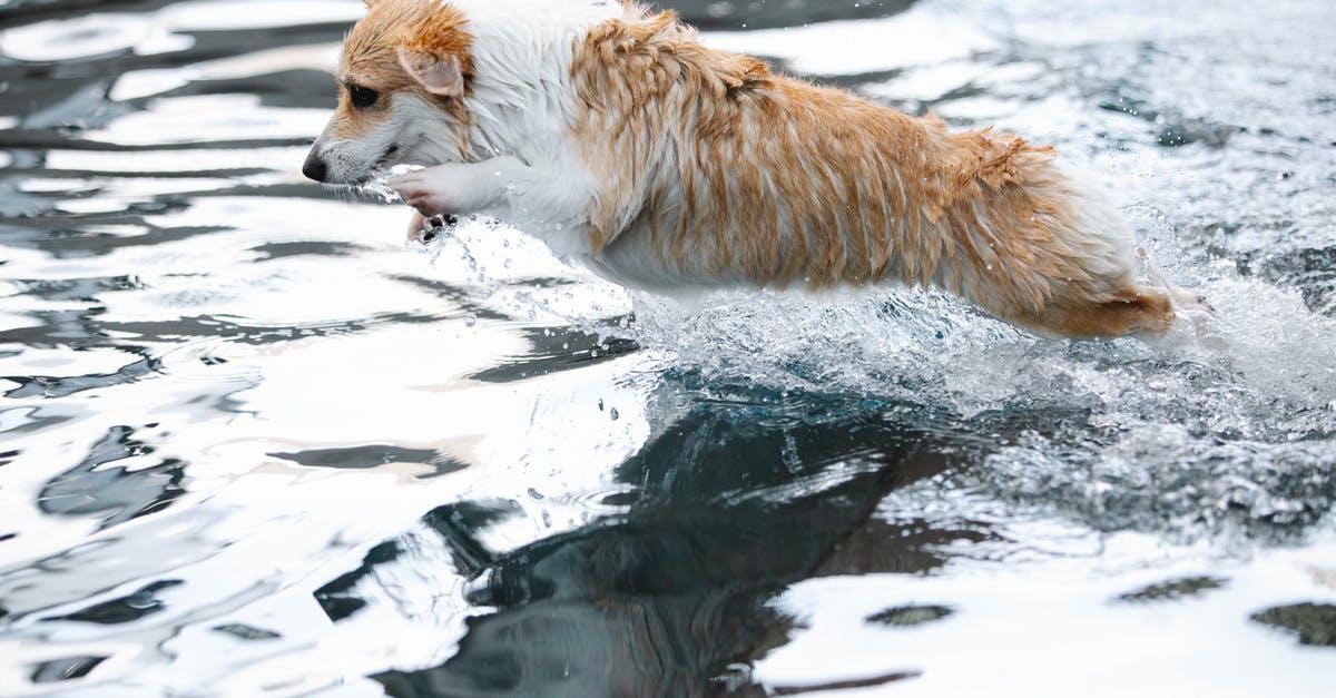 What effect does tire size have? - Welsh Corgi jumping over swimming pool while playing What effect does tire size have? - Welsh Corgi jumping over swimming pool while playing