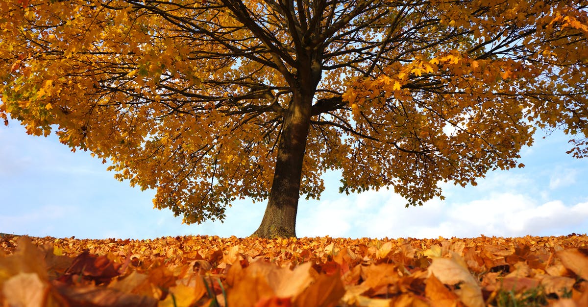 What exact time of the day does the Golden vendor in Cyrodiil appear? - Yellow Leafed Tree What exact time of the day does the Golden vendor in Cyrodiil appear? - Yellow Leafed Tree