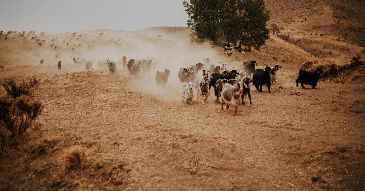 What farms do villagers recognize? - Herd of Goats on Brown Field What farms do villagers recognize? - Herd of Goats on Brown Field