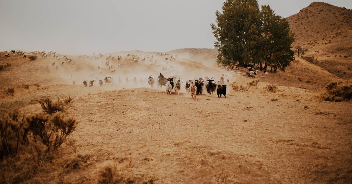 What farms do villagers recognize? - People Walking on Brown Sand What farms do villagers recognize? - People Walking on Brown Sand