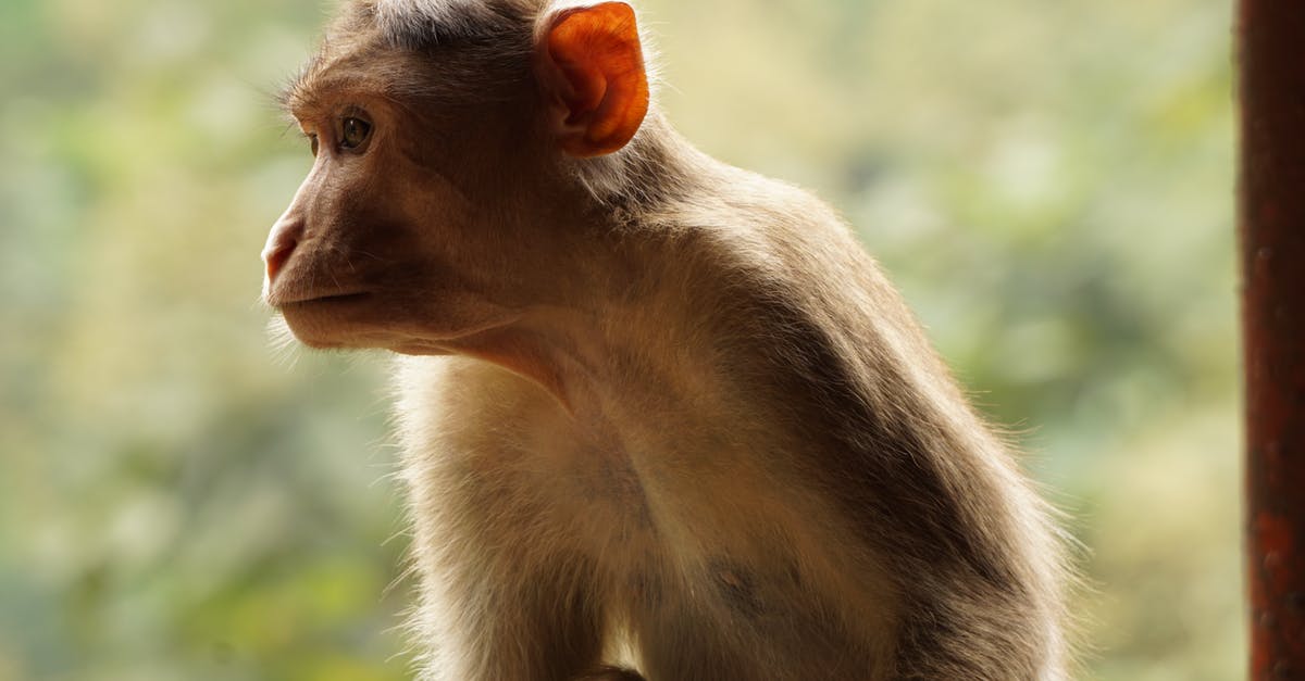 What features are limited in the demo? - Brown Monkey What features are limited in the demo? - Brown Monkey