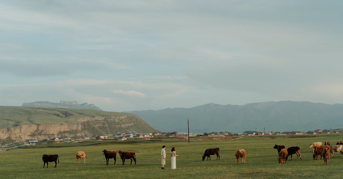 What happened to Nomad? - Free stock photo of agriculture, animal, cattle What happened to Nomad? - Free stock photo of agriculture, animal, cattle