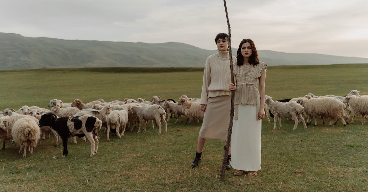 What happened to Nomad? - Free stock photo of agriculture, baby sheep, cattle What happened to Nomad? - Free stock photo of agriculture, baby sheep, cattle
