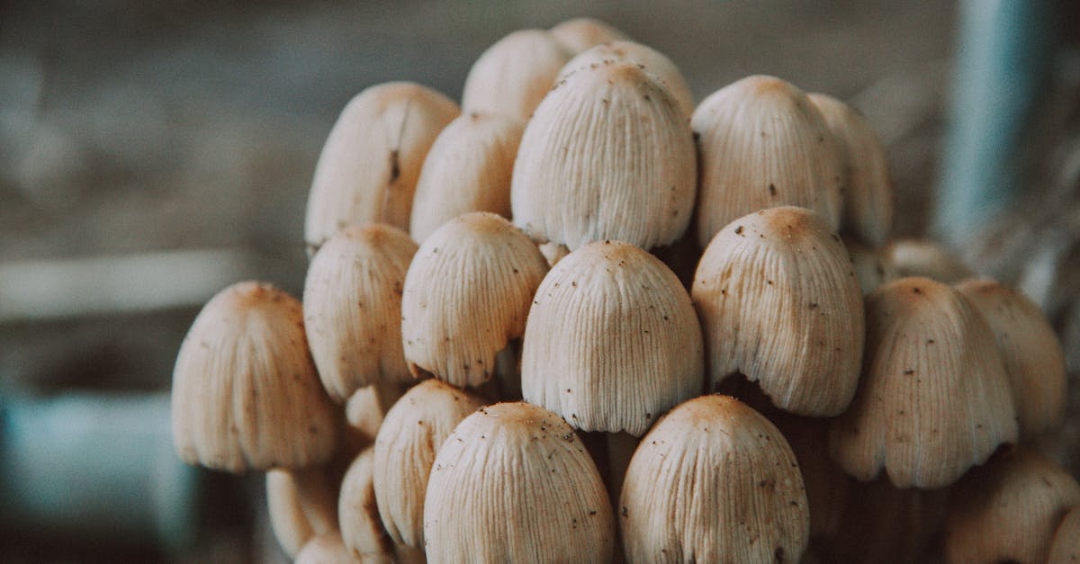 What Happened To Spore servers? Spore servers gone! - White Mushrooms in Tilt Shift Lens What Happened To Spore servers? Spore servers gone! - White Mushrooms in Tilt Shift Lens