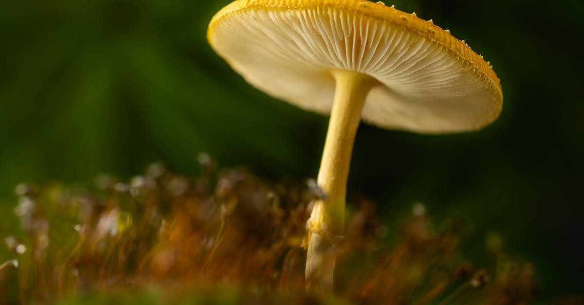 What Happened To Spore servers? Spore servers gone! - A Close-up Shot of a Yellow Wild Mushroom What Happened To Spore servers? Spore servers gone! - A Close-up Shot of a Yellow Wild Mushroom