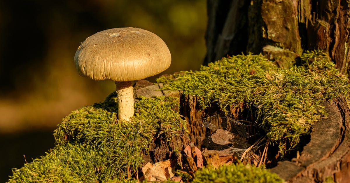 What Happened To Spore servers? Spore servers gone! - Brown Mushroom on Green Moss What Happened To Spore servers? Spore servers gone! - Brown Mushroom on Green Moss