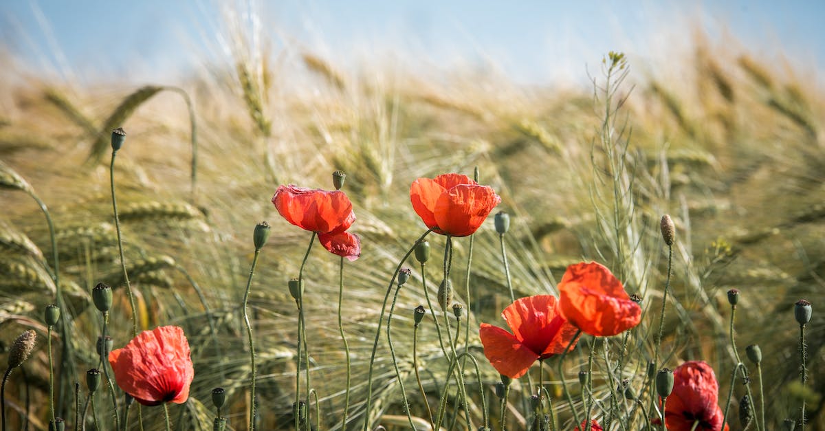 What happens if I save my fields for next summer in Puzzle Craft? - Red Broad Petaled Flowers What happens if I save my fields for next summer in Puzzle Craft? - Red Broad Petaled Flowers
