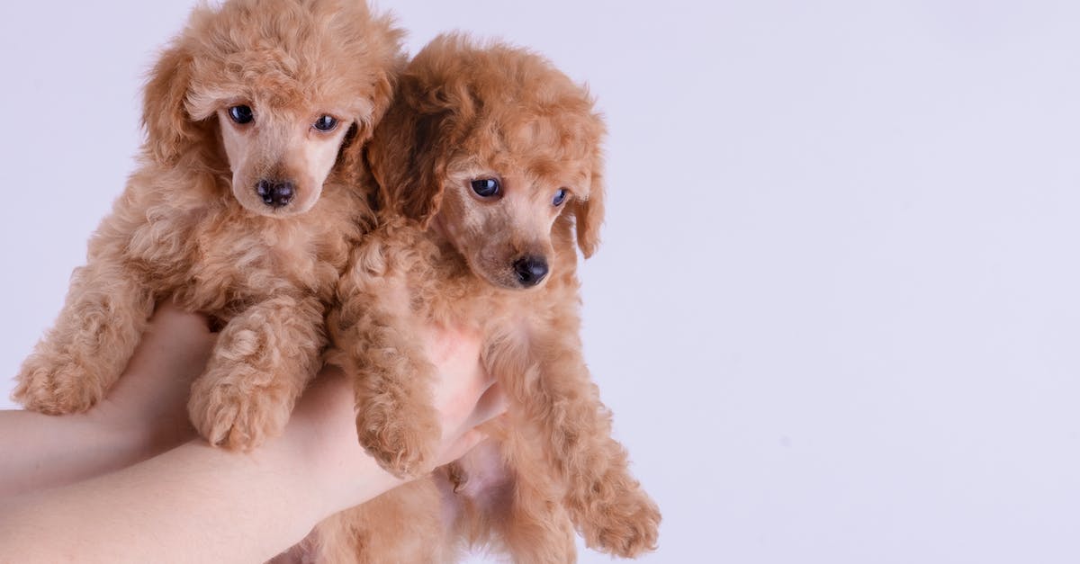 What happens if two breeds of dogs have puppies? - A Person Holding Two Puppies What happens if two breeds of dogs have puppies? - A Person Holding Two Puppies