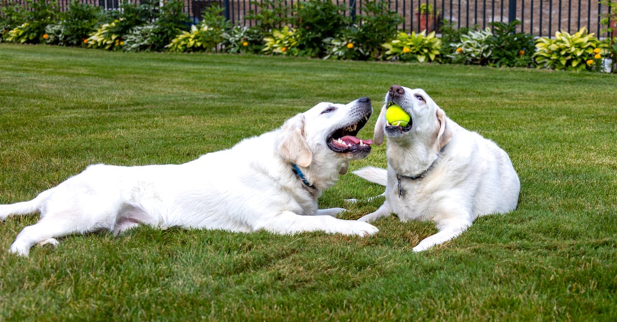 What happens if two breeds of dogs have puppies? - Free stock photo of animals, dogs, golden retriever What happens if two breeds of dogs have puppies? - Free stock photo of animals, dogs, golden retriever