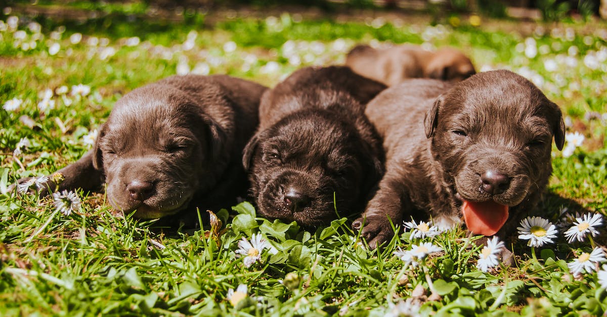 What happens if two breeds of dogs have puppies? - Three Brown Coated Puppies What happens if two breeds of dogs have puppies? - Three Brown Coated Puppies