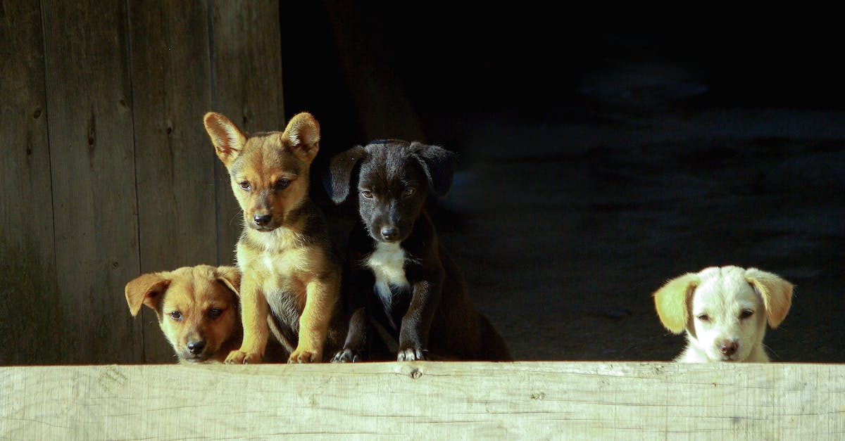 What happens if two breeds of dogs have puppies? - Four Assorted-color Puppies What happens if two breeds of dogs have puppies? - Four Assorted-color Puppies