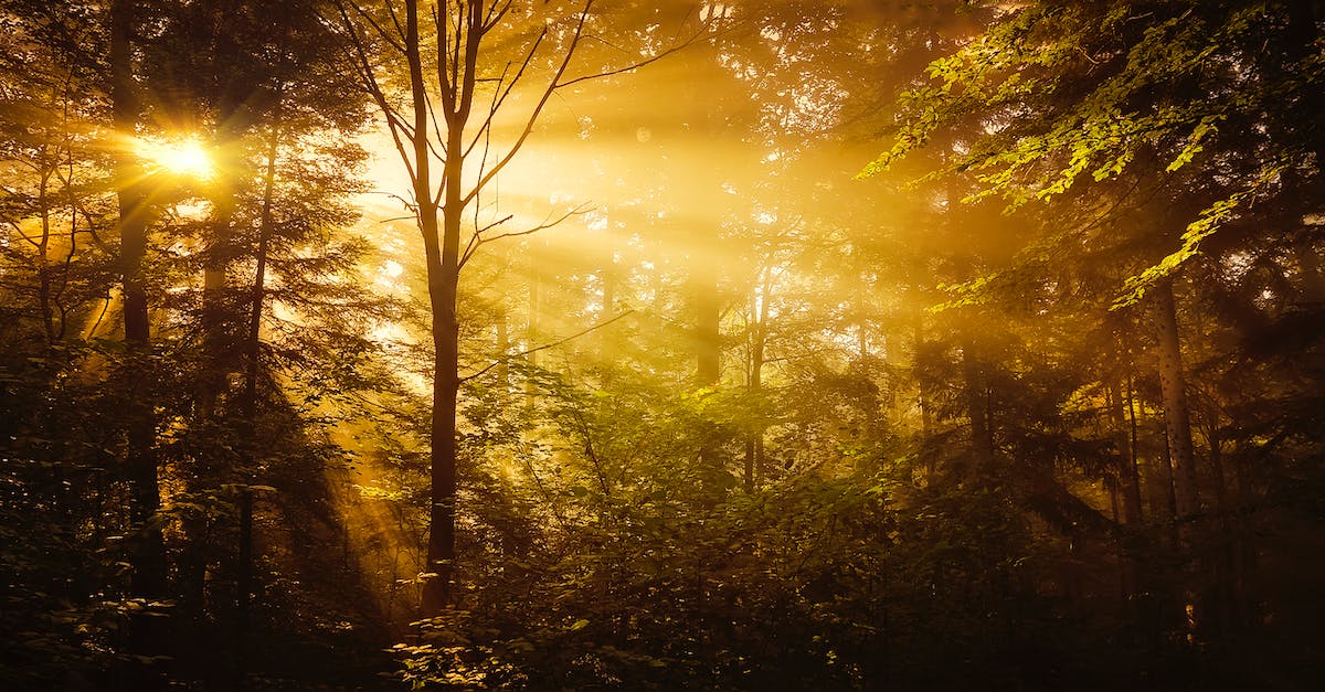 What happens if you fall into gold in the underground maze in Inherit the Earth - Trees in the Forest What happens if you fall into gold in the underground maze in Inherit the Earth - Trees in the Forest