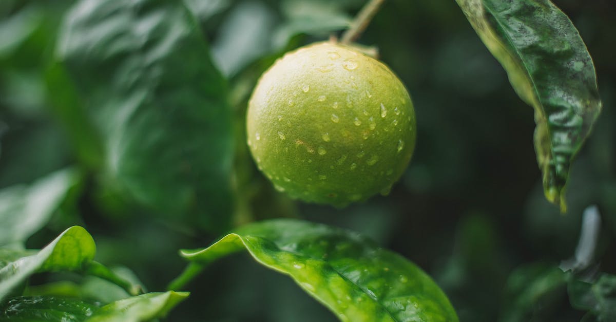What happens if you leave in between rounds of Snipers Vs Stunters (GTAV) - Wet key lime on branch What happens if you leave in between rounds of Snipers Vs Stunters (GTAV) - Wet key lime on branch